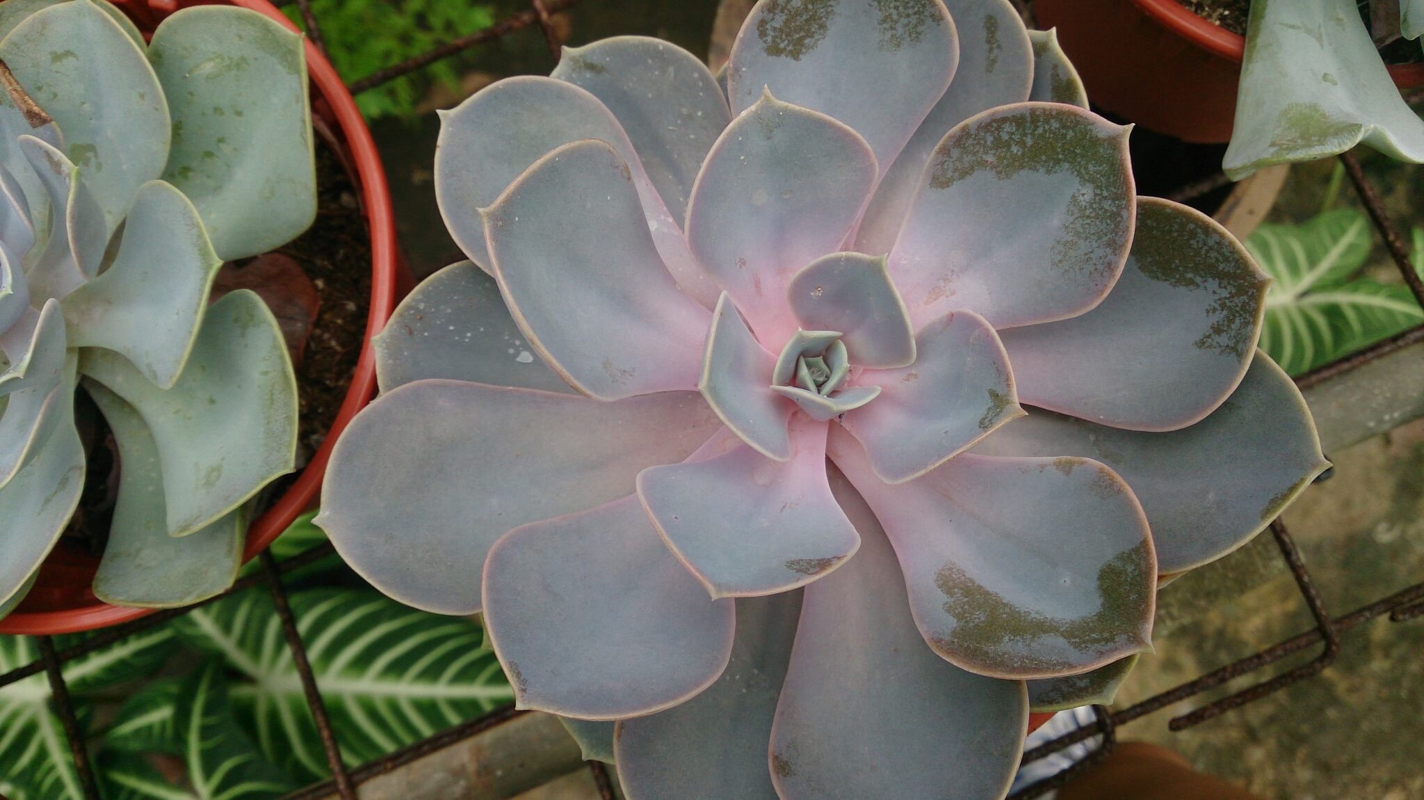 Echeveria 'Perle von Nurnberg' 